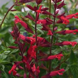 Roman Red Salvia, Sage, Salvia 'Roman Red' (Salvia darcyi x S. coccinea)